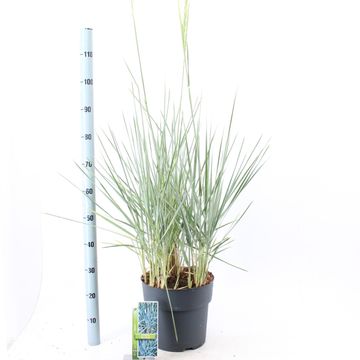 Leymus arenarius 'Blue Dune'