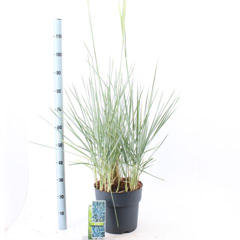 Leymus arenarius 'Blue Dune'