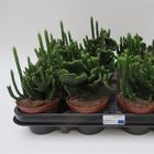 Euphorbia leucodendron criatata