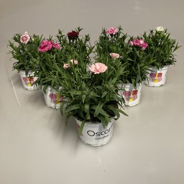 Dianthus OSCAR MIX