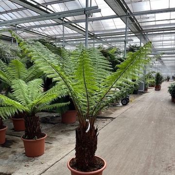 Dicksonia antarctica