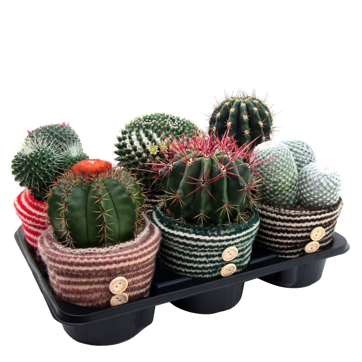 Cactus MIX — Plant Wholesale FlorAccess