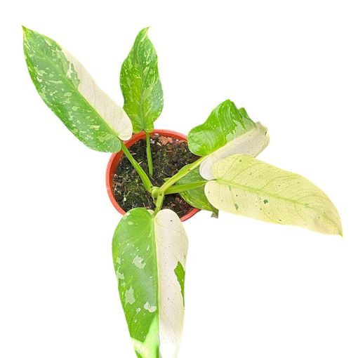 Philodendron 'Jose Buono'