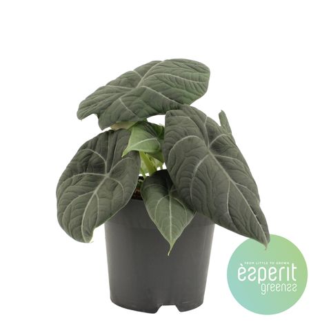 Alocasia 'Grey Dragon'