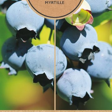 Vaccinium corymbosum 'Bluecrop'