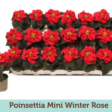 Euphorbia pulcherrima WINTER ROSE