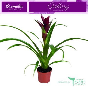 Guzmania 'Switch'