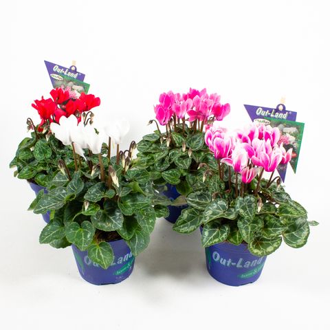 Cyclamen SUPER SERIE VERANO MIX