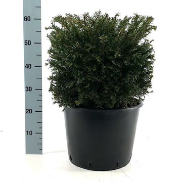 Taxus baccata
