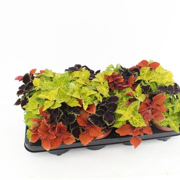 Coleus MIX IN POT