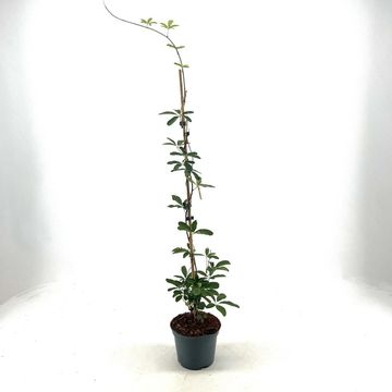 Akebia quinata 'Alba'