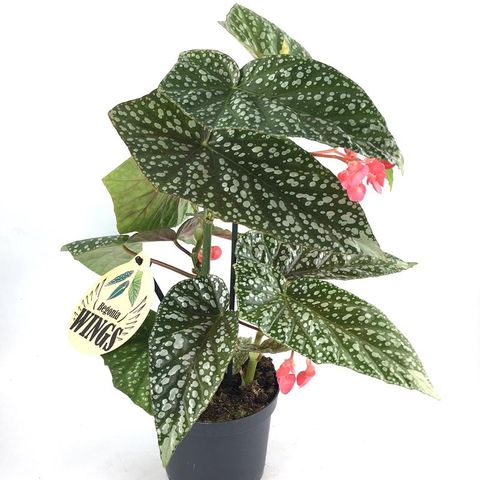 Begonia albopicta — Plant Wholesale FlorAccess