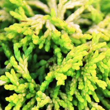 Chamaecyparis obtusa 'Butterball'