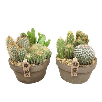 Arrangemang Cactus