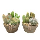 Arrangement Cactus