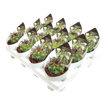 Gymnocalycium saglionis