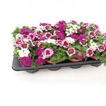 Verbena MIX IN POT