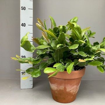 Rhipsalis crispata 'Amstel'