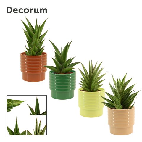 Sansevieria CROWN MIX