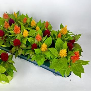 Celosia KELOS MIX IN POT