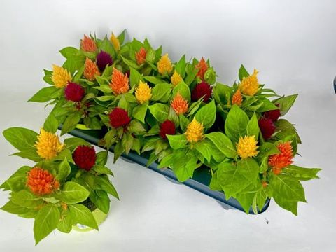 Celosia KELOS MIX IN POT