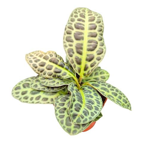 Labisia obtusifolia 'Kura Kura'