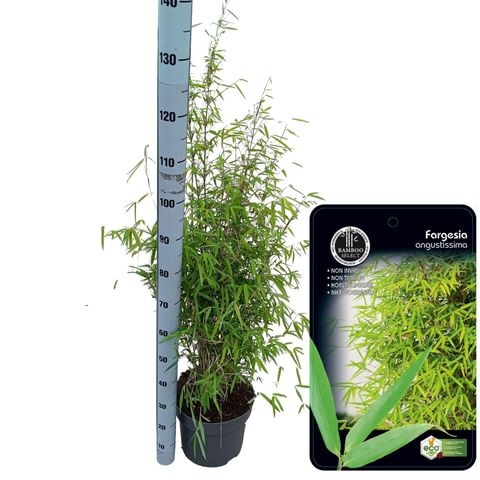 Fargesia angustissima