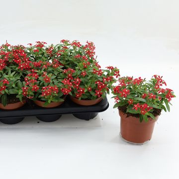 Catharanthus roseus SOIREE RED