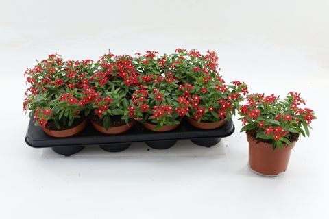 Catharanthus roseus SOIREE RED