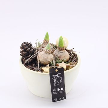 Arrangement Christmas