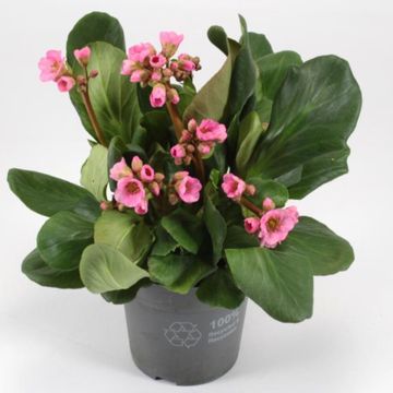 Bergenia cordifolia