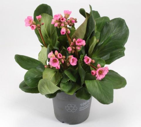 Bergenia cordifolia