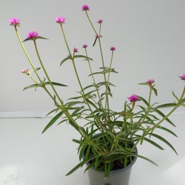 Gomphrena 'Truffula Pink'