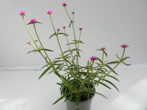 Gomphrena 'Truffula Pink'