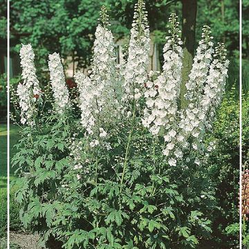 Delphinium 'Galahad'