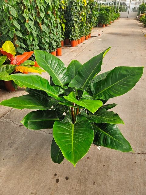 Philodendron 'Imperial Green'