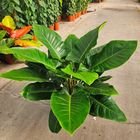 Philodendron 'Imperial Green'