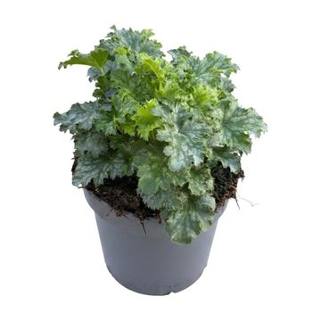 Heuchera 'Green Spice'