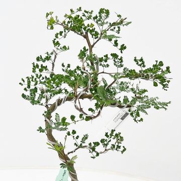 Vachellia nilotica