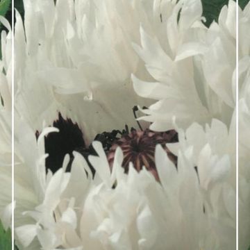 Papaver orientale 'White Ruffles'