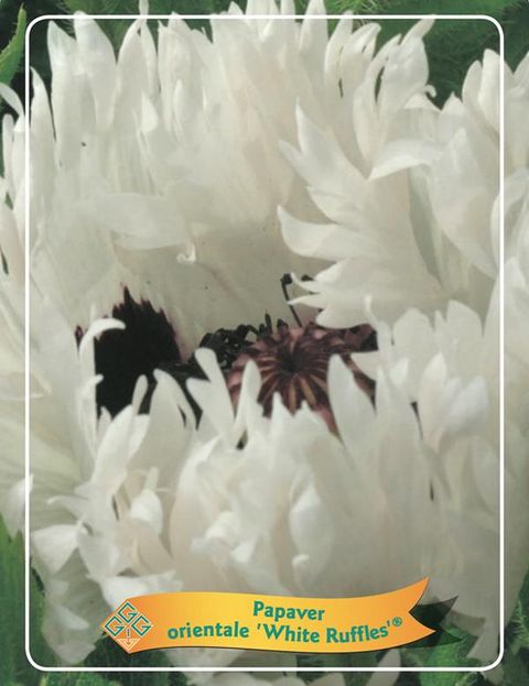 Papaver orientale 'White Ruffles'