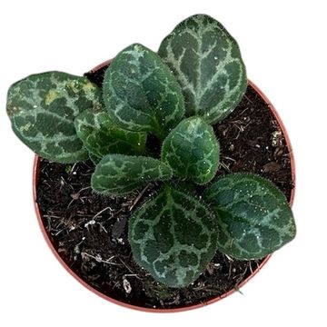 Primulina yungfuensis