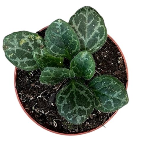 Primulina yungfuensis