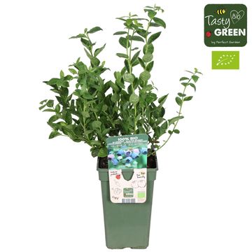 Vaccinium corymbosum 'Bluesbrothers'