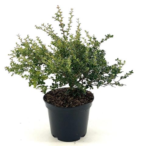 Berberis darwinii 'Compacta'