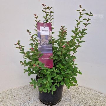 Symphoricarpos MAGICAL CANDY