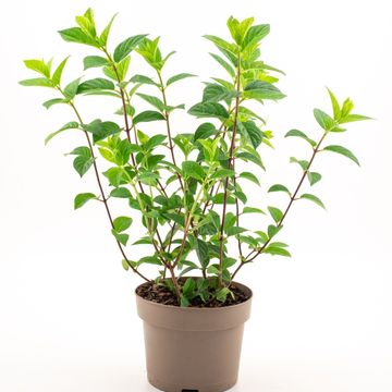 Hydrangea paniculata SUNDAE FRAISE