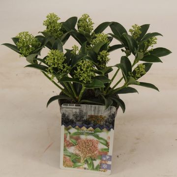 Skimmia japonica 'Марло'