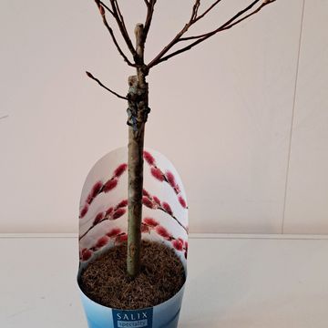 Salix gracilistyla 'Mt. Aso'