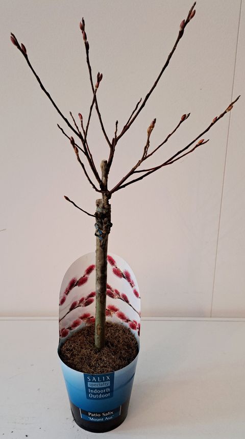 Salix gracilistyla 'Mt. Aso'